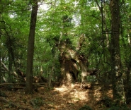 Лес на Аю-Даге