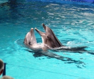 Дельфины Ялтинского дельфинария