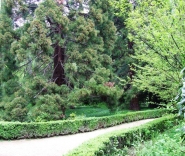 Никитский Ботанический Сад. Вековые кедры