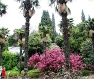 Никитский ботанический сад. Крым. Фото. 