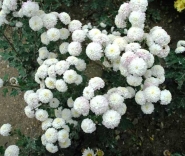 Никитский сад: Бал хризантем