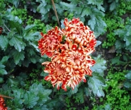 Никитский ботанический сад - хризантемы