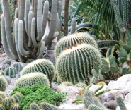 Никитский Ботанический Сад » Кактусовая Оранжерея Никитского Ботанического Сада