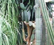 Кактусовая оранжерея Фото