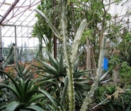 Никитский ботанический сад - оранжерея кактусов