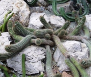 Никитский ботанический сад. Кактусы