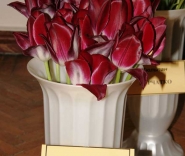 Тюльпаны Никитского сада