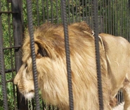 Лев в Ялтинском зоопарке