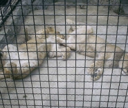 Спящие львы