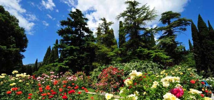 Фото Никитский ботанический сад